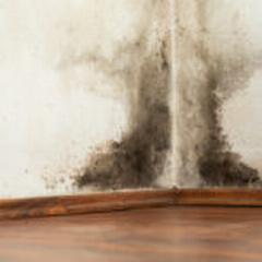 5 Types of Mold Found in Homes
