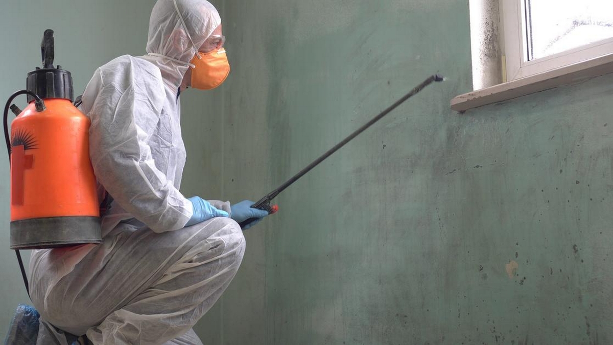 Mold Remediation: Preventing Recurrence and Ensuring Long-Term Solutions