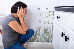 Understanding and Preventing Health Risks Associated with Mold Infestations
