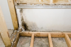 Top 5 Mistakes to Avoid in Mold Remediation and How to Ensure Long-Term Success