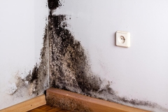Mold Remediation Myths: Debunking Common Misconceptions About Mold Damage