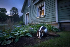How Do You Get Skunk Smell Out of Your House Effectively