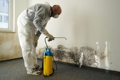 What Does a Mold Specialist Do to Remove Mold?