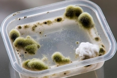 Can Mold Grow on Plastic? 5 Things to Know