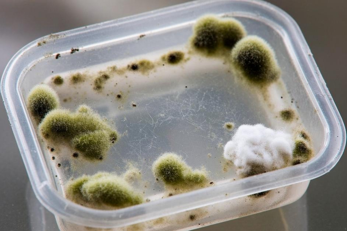 Can Mold Grow on Plastic? 5 Things to Know