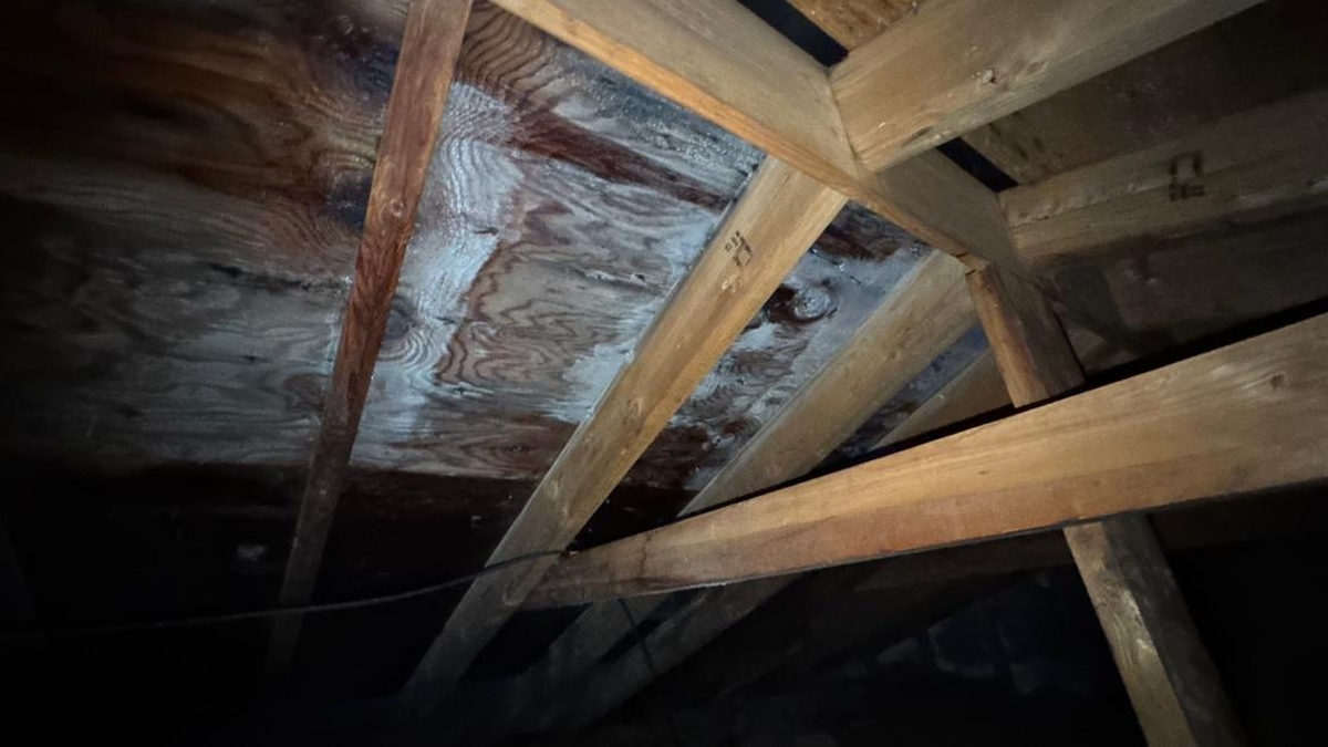 Can Mold Grow on Wood and Why It Happens
