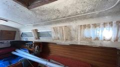 What Mold from Water Damage Looks Like and When to Act