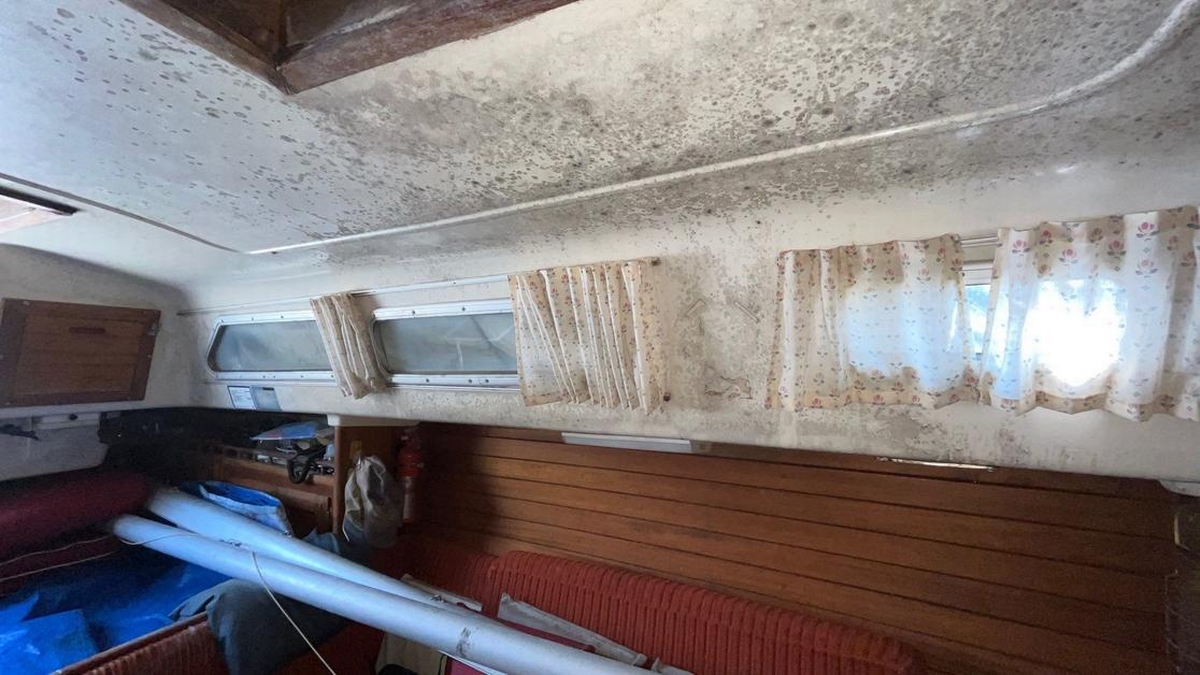 What Mold from Water Damage Looks Like and When to Act