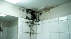 Before It Spreads: How to Repair Bathroom Wall Water Damage