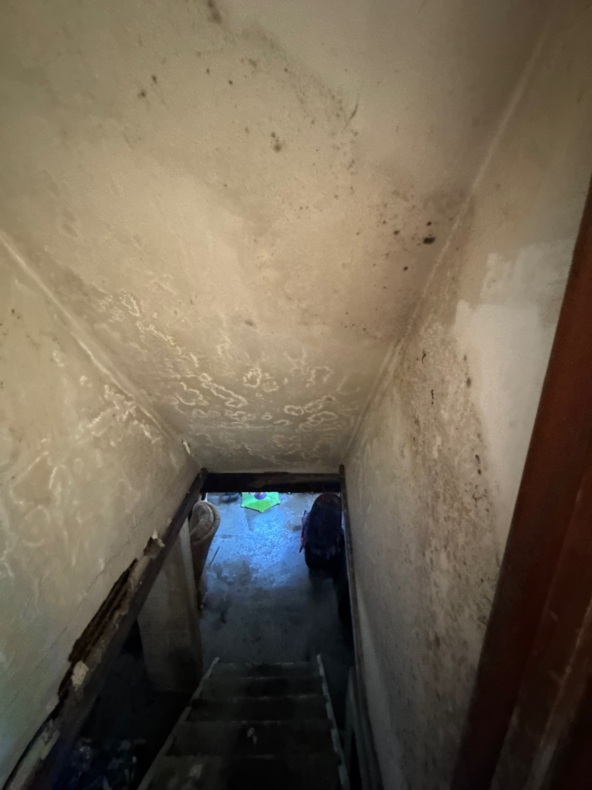 Wood Surface Guide: Mildew vs. Mold and How to Tell the Difference
