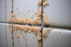 Orange Mold in Bathroom: What It Is and How to Remove It