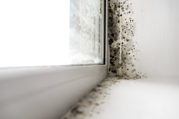 Kenosha mold remediation