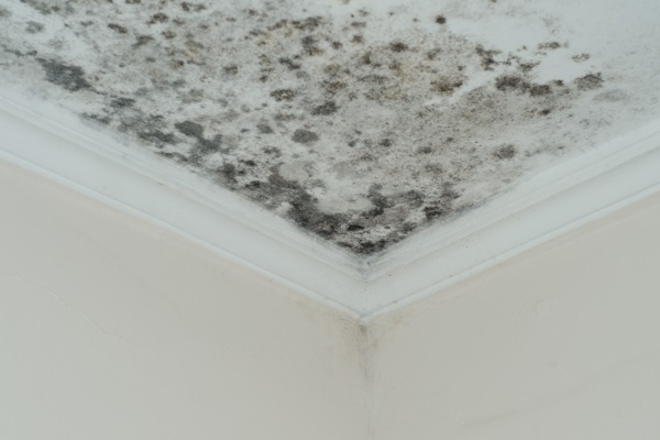 mold removal caledonia, mold removal mount pleasant, mold removal racine
