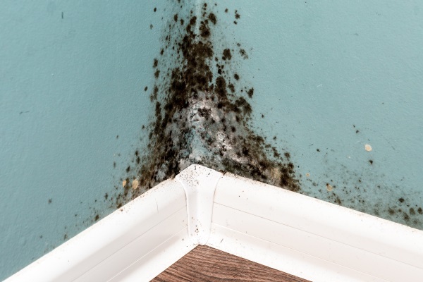 Mold growing on wall