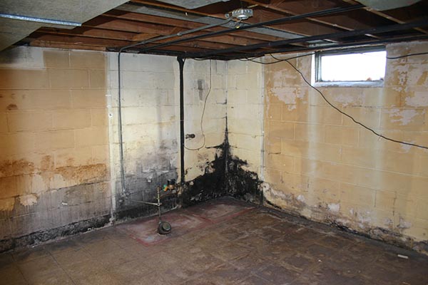 Mold damage in basement