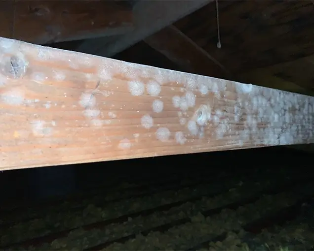 Mold damage in attic